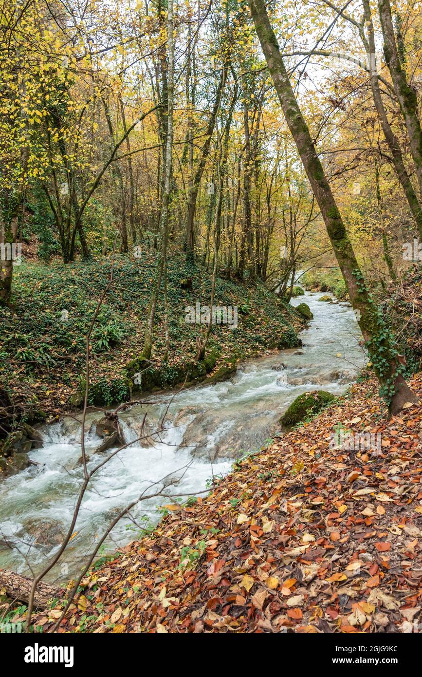 Vertical photo of a small river in a forest in autumn with leaves falling from the trees Stock Photo