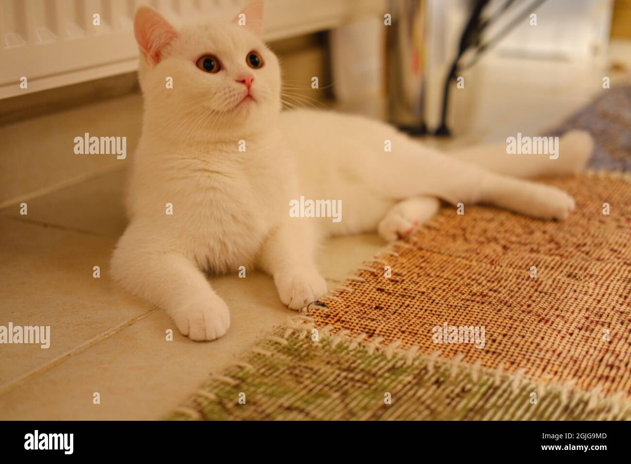 White British Short Hair Chinchilla Lying on Floor near Flat Panel Radiator Stock Photo Alamy