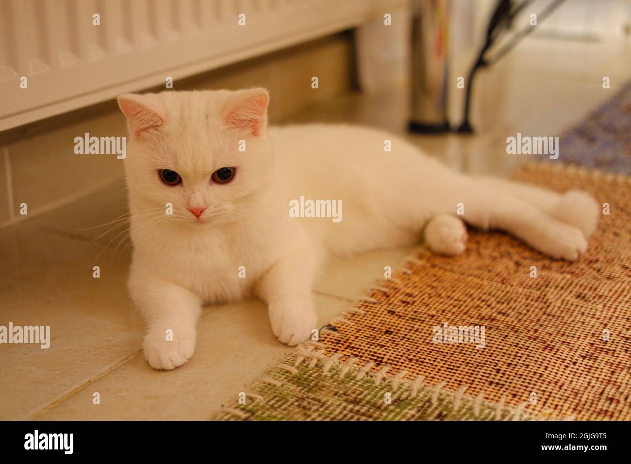 White British Short Hair Chinchilla Lying on Floor near Flat Panel Radiator Stock Photo Alamy