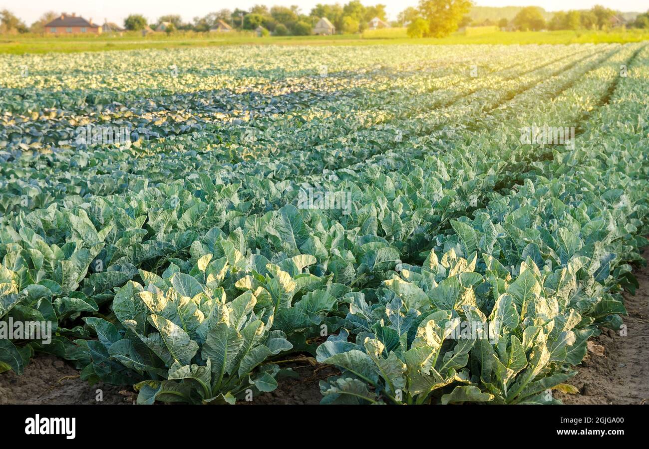 Broccoli plantations in the sunset light on the field. Cauliflower ...