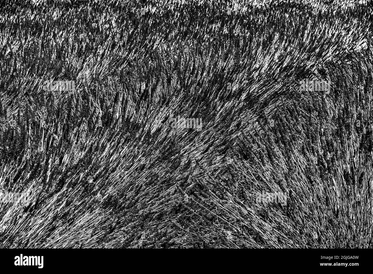Black White English Lavender Blossoms Blooming Leaves  Abstract Patterns Background Farm Washington State Stock Photo