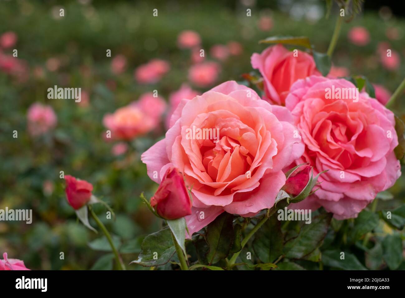 Pink roses by name of 'Lovey Lady', photographed in a garden in central ...