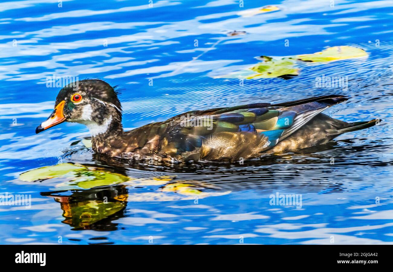 Juvenile Male Wood Duck Carolina Duck Aix Sponsa Perching Duck Juanita Bay Park Lake Washington