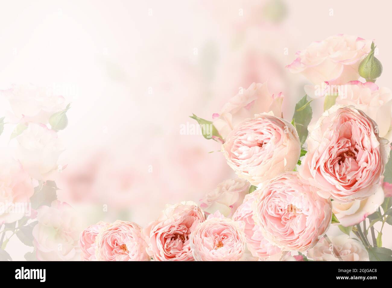 Roses 3d background hi-res stock photography and images - Alamy