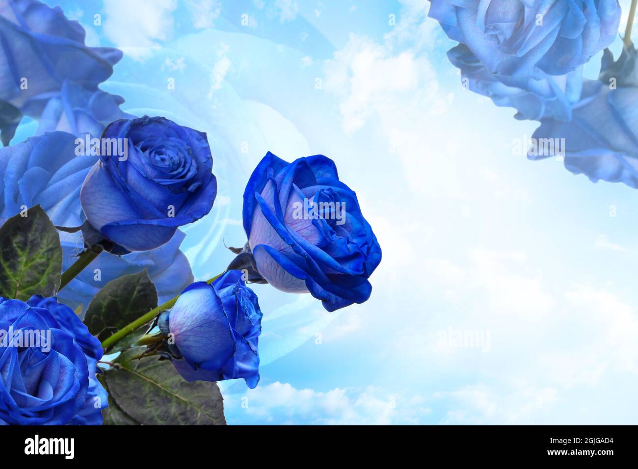 Beautiful blue roses on sky background Stock Photo - Alamy Beautiful blue roses on sky background Stock Photo - Alamy
