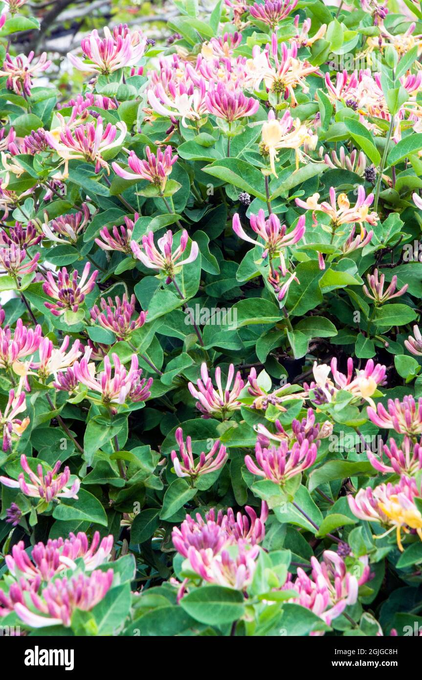 Wild Honeysuckle Lonicera periclymenum Woodbine with lots of flowers  A deciduous perennial climber that flowers in summer and is fully hardy Stock Photo