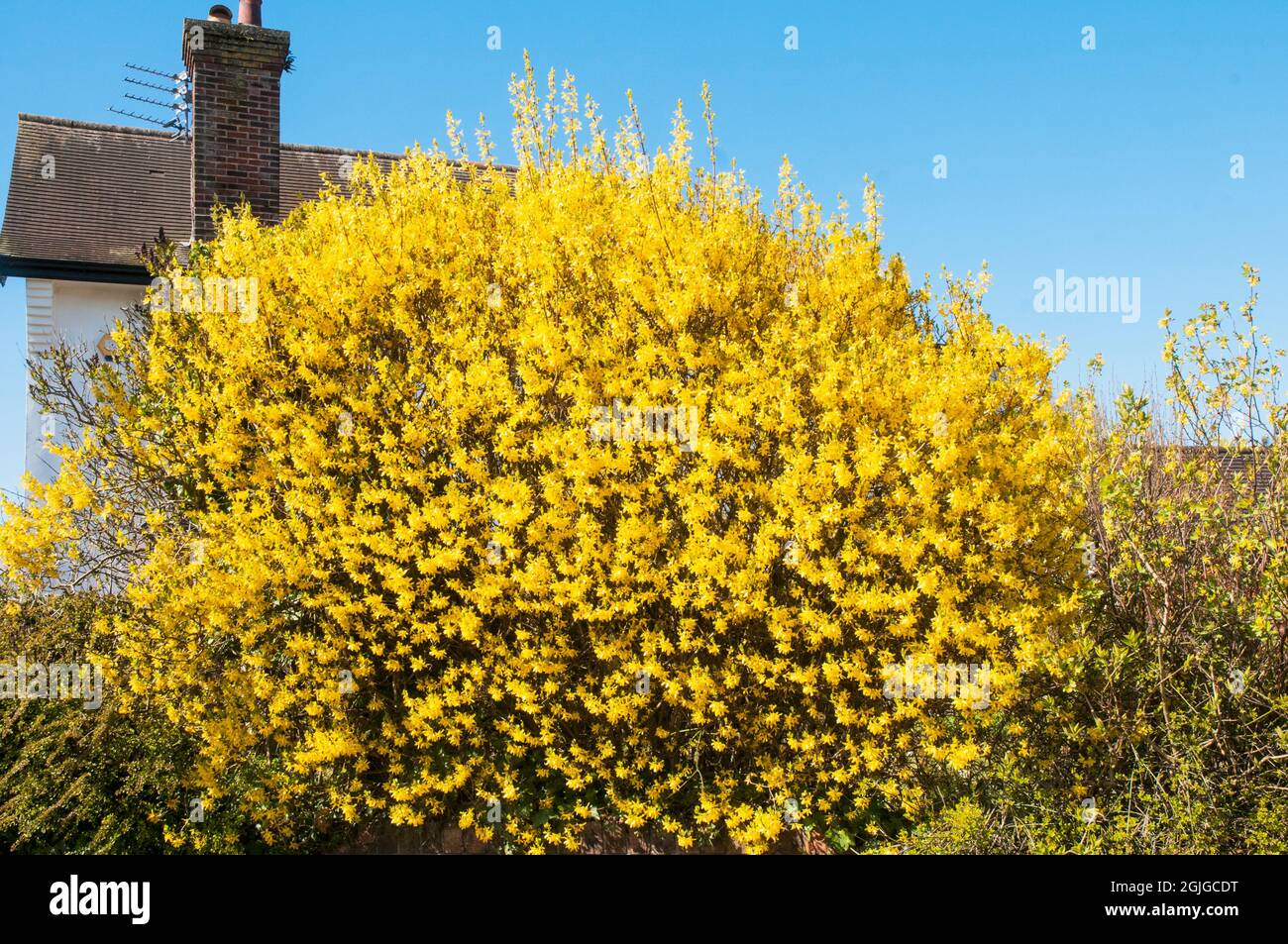 Forsythia x intermedia Lynwood bush with bright yellow flowers in full flower.in early spring Stock Photo