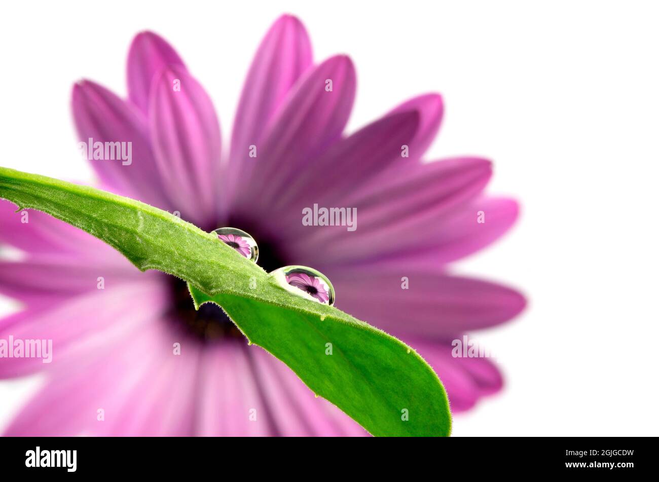 Water drop reflections of the African Daisy Osteospermum Soprano Purple flower, a bushy, evergreen, tender, perennial with a rich lavender purple colo Stock Photo
