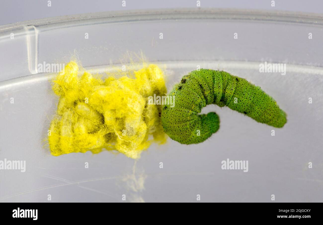 View of a green caterpillar and a yellow mass of wasp cocoons. Stock Photo