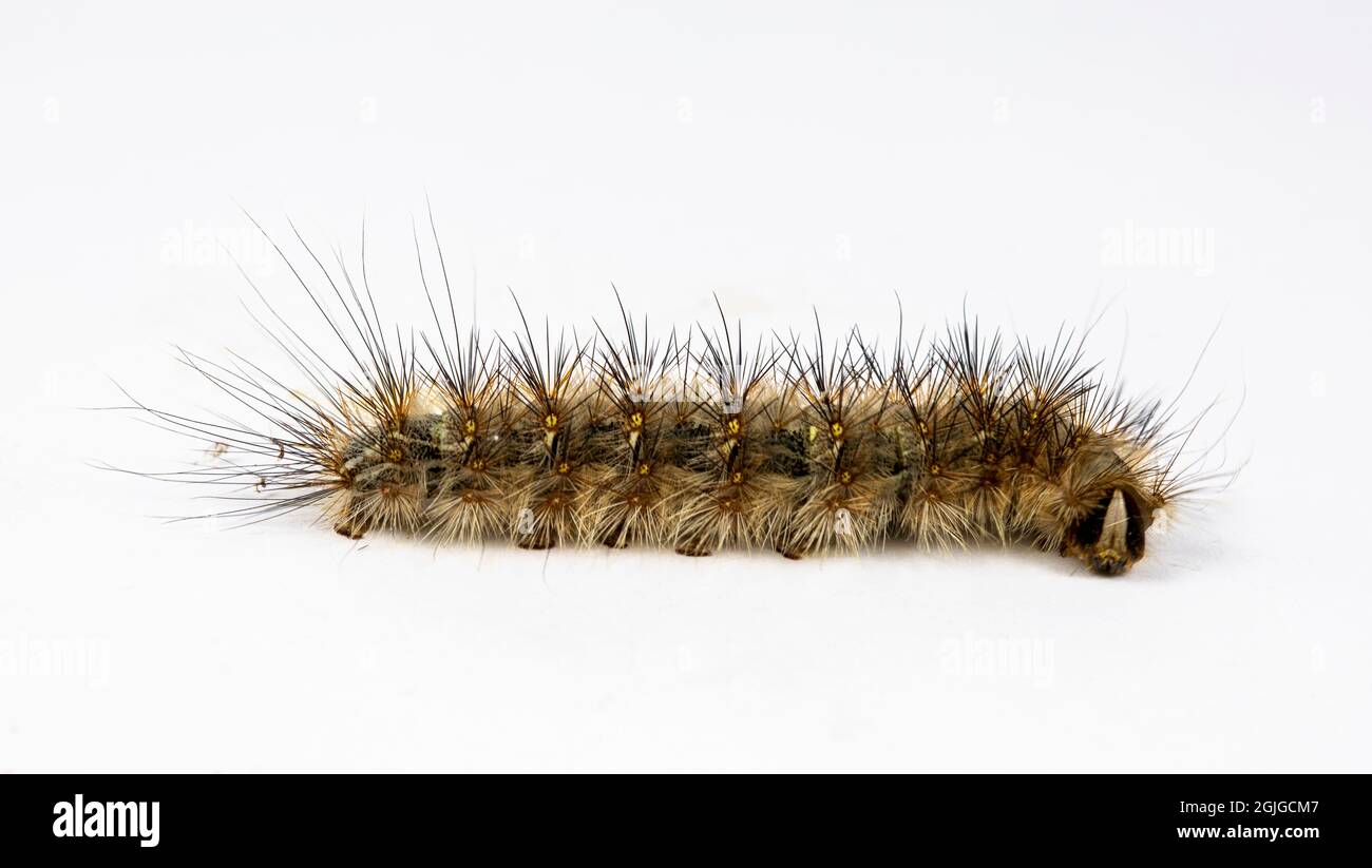 Lateral view of a caterpillar of the genus Anthela, with dark brown body, long tufts of brown or