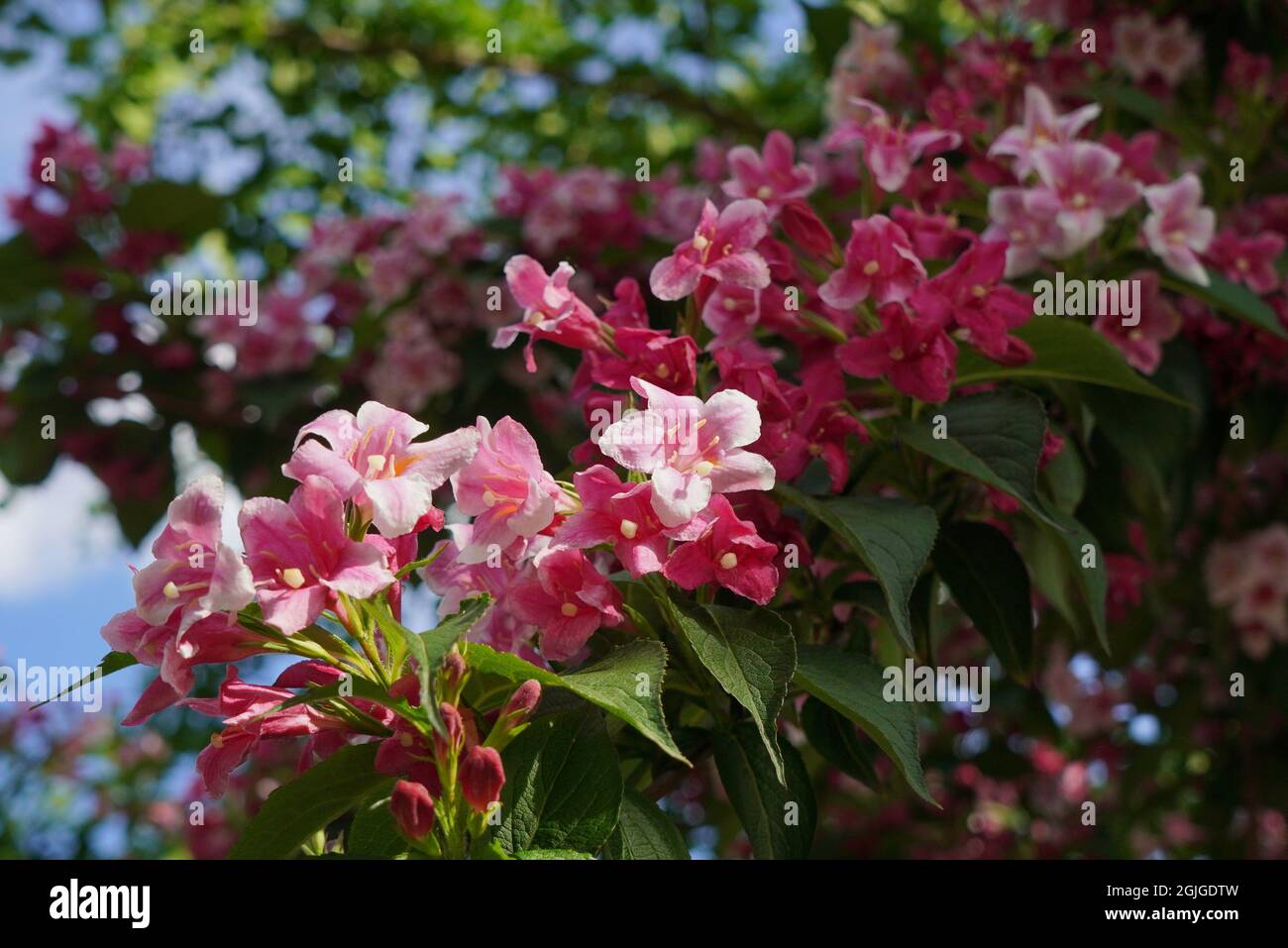 Closeup of flowering twig of pink jasmine (Jasminum Beesianum)in the sunlight in spring Stock Photo