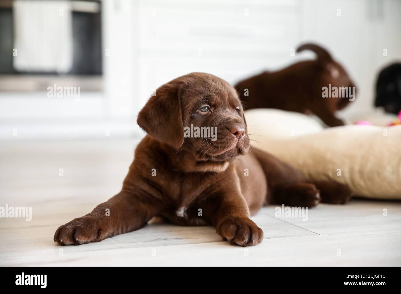 Cute Labrador puppy in kitchen Stock Photo - Alamy