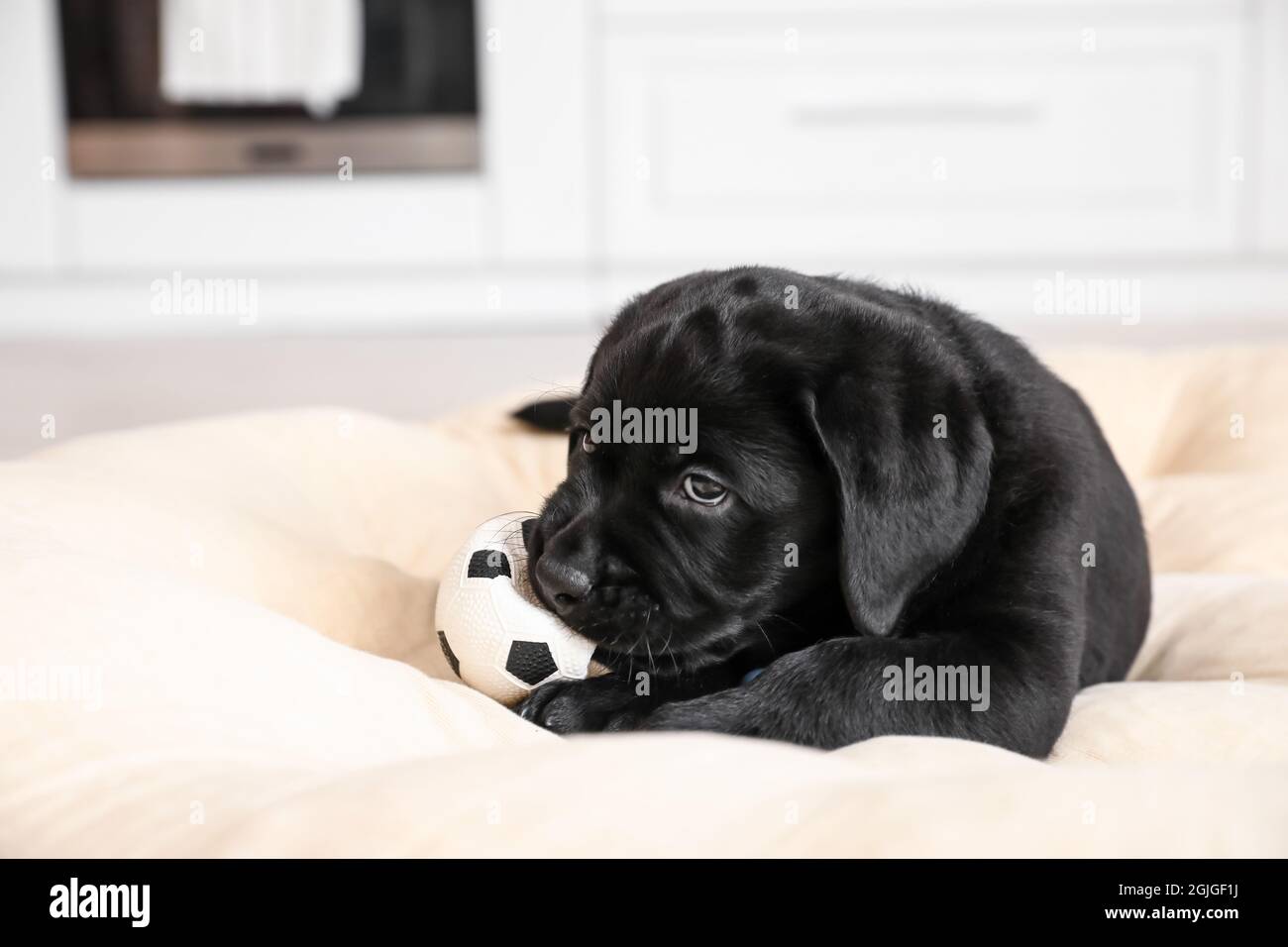 Cute Labrador puppy playing with toy in kitchen Stock Photo - Alamy