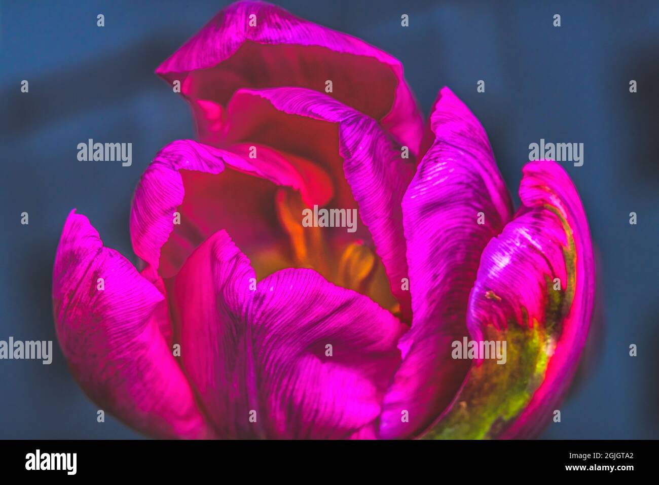 Pink Green Darwin Tulip Blooming Macro Skagit Valley Washington Stock Photo