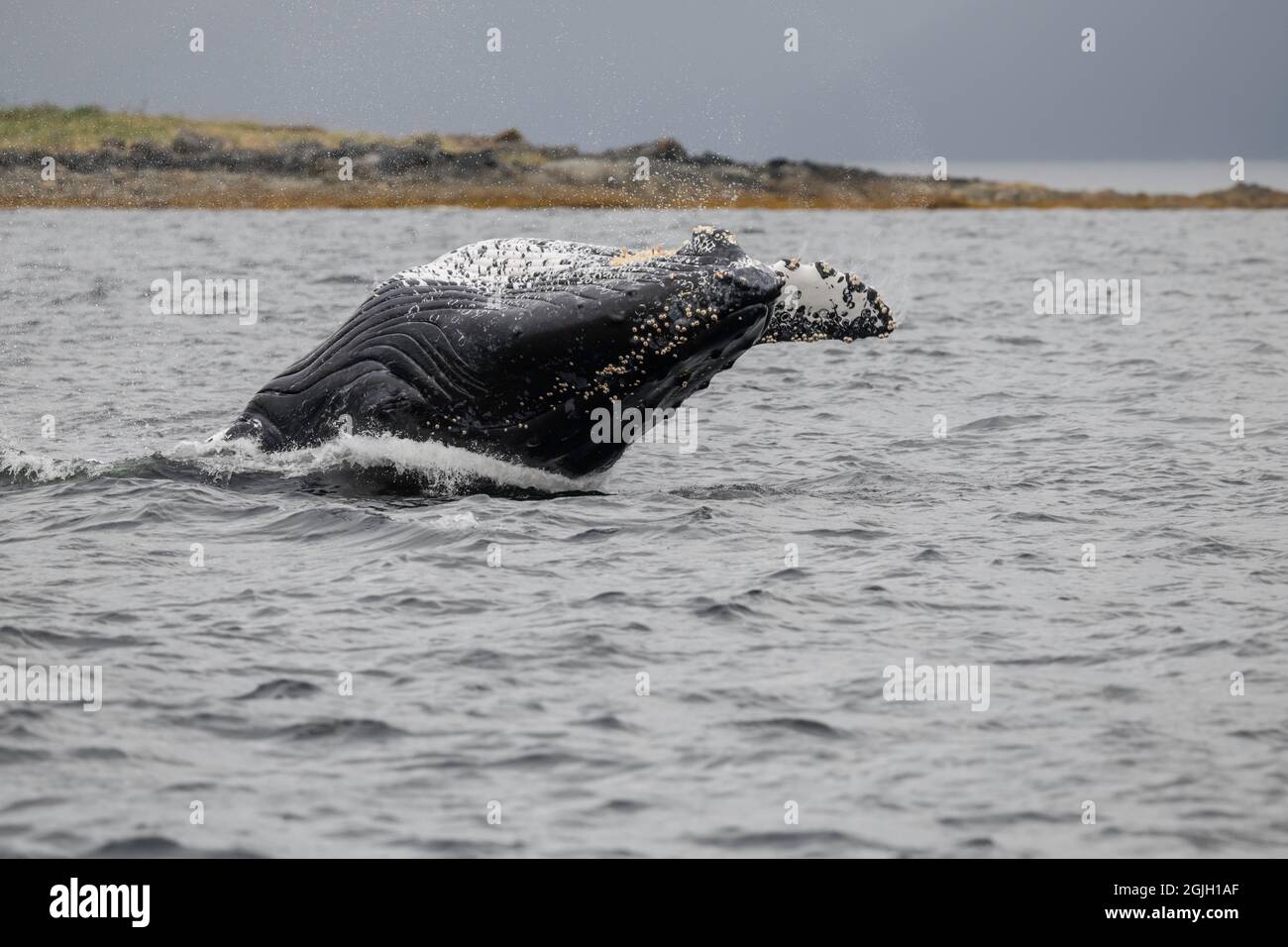 Alaska humpback whale hi-res stock photography and images - Alamy