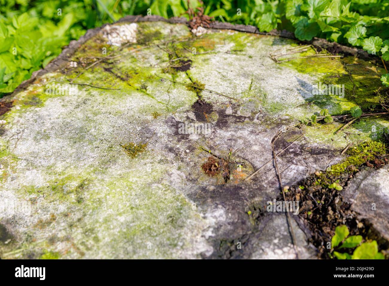 A rotten cut of a tree covered with fungus and mold in a clearing. The concept of cutting down