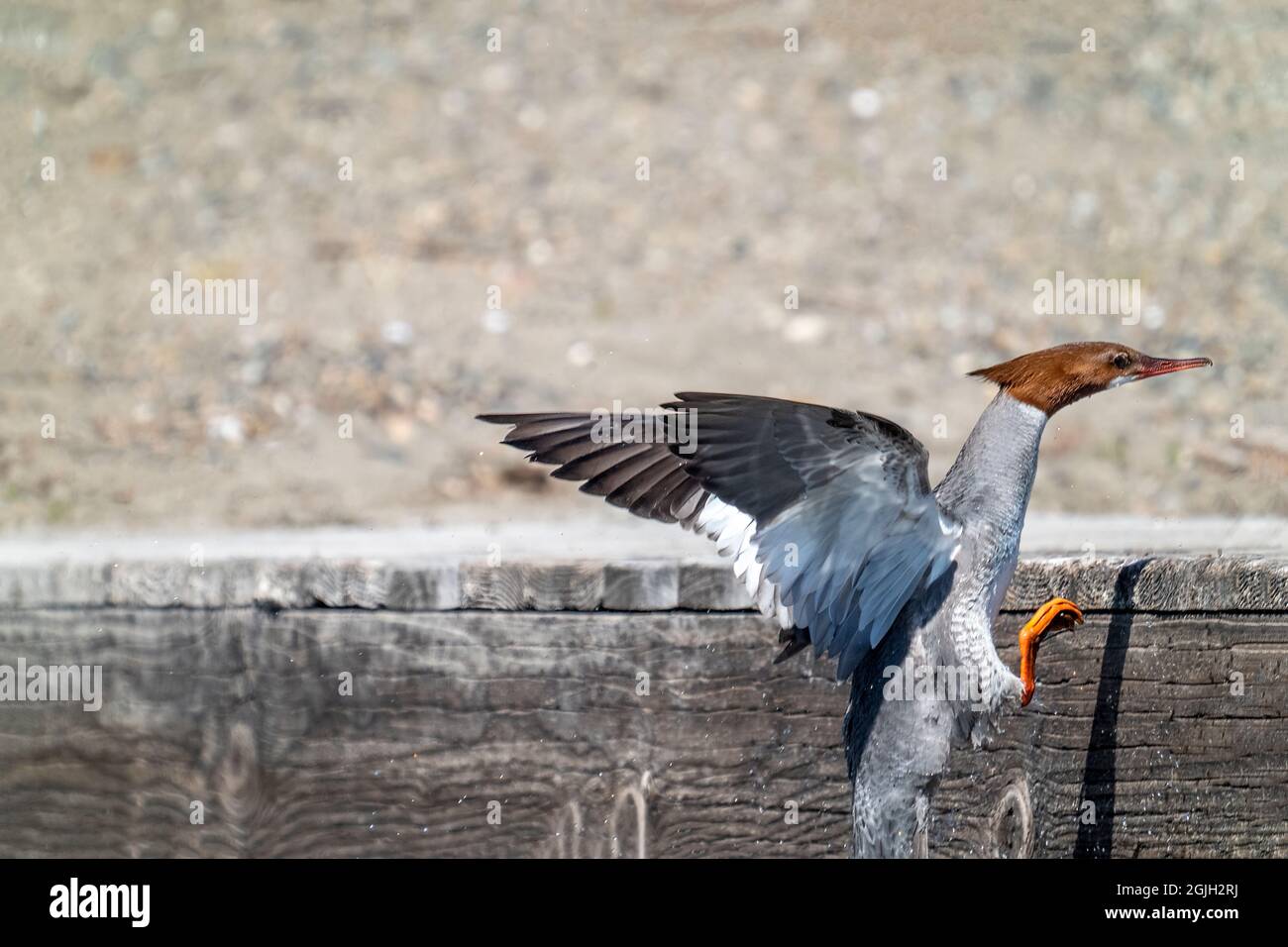 Issaquah, Washington, USA.  Female Common Merganser flying out of the water onto a pier in Lake Sammamish State Park. Stock Photo