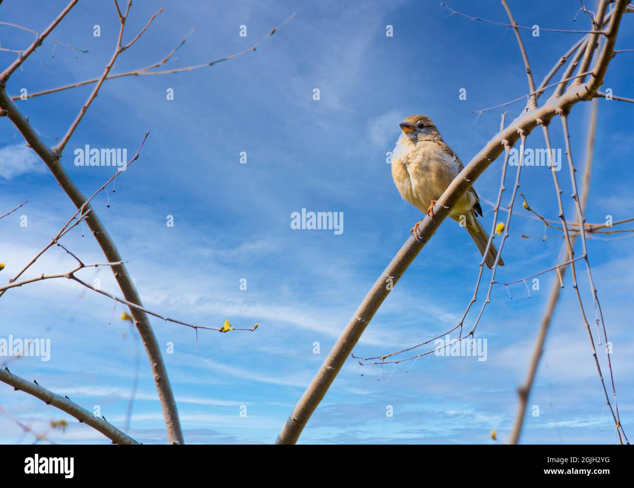 Amazonas birds hi-res stock photography and images - Alamy