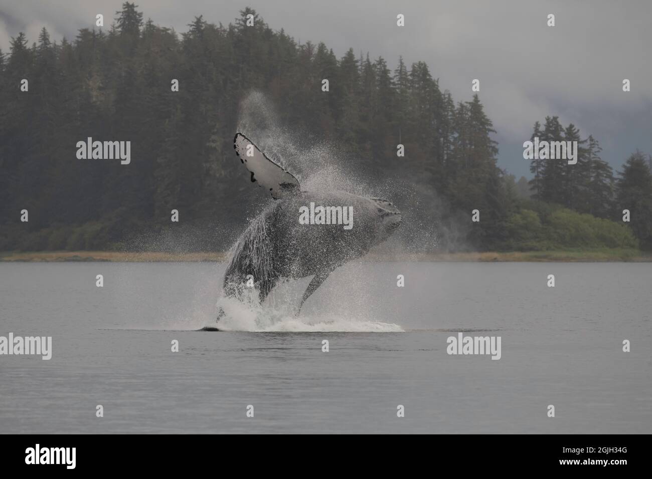 Humpback whale alaska hi-res stock photography and images - Alamy