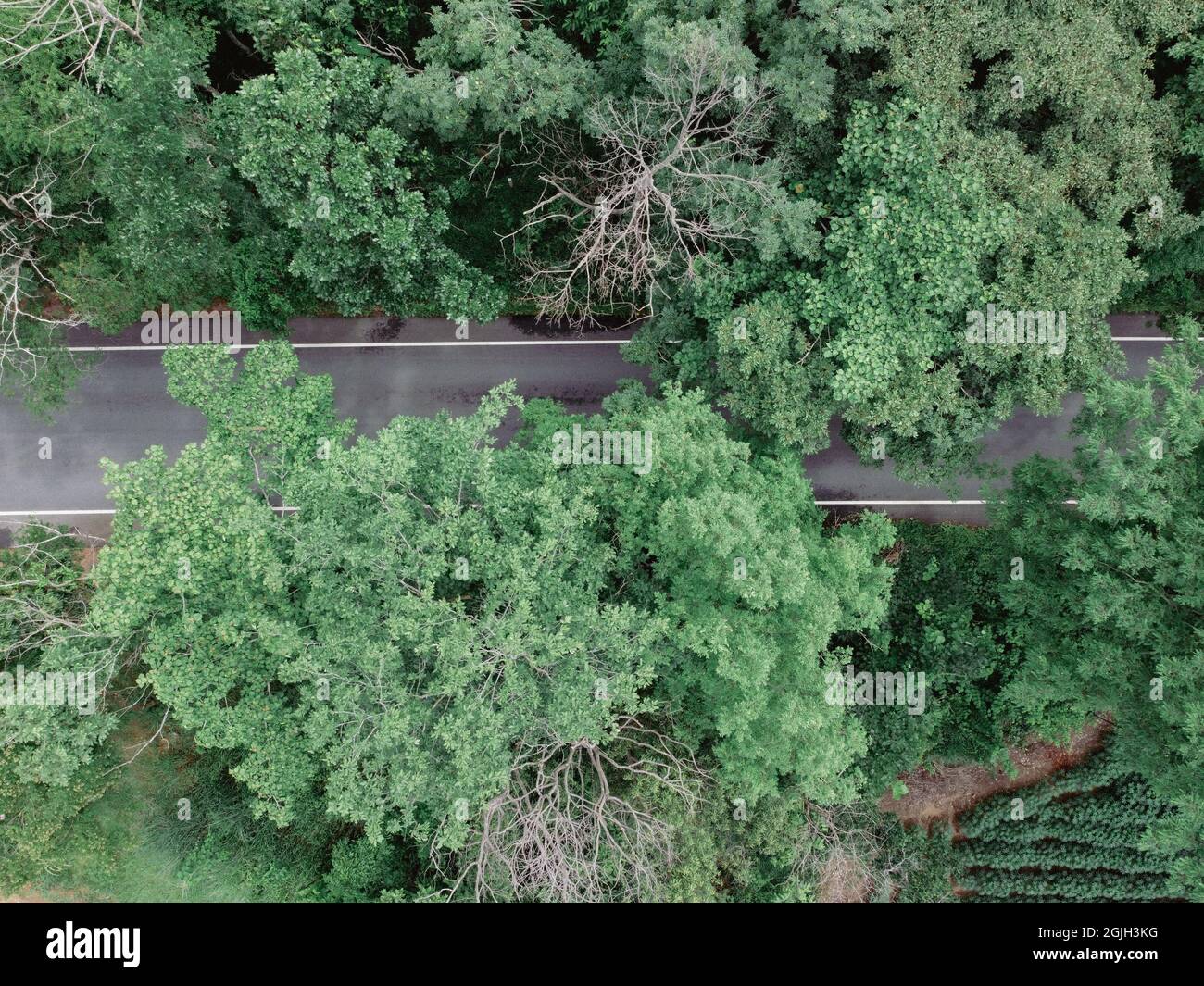 Forest road with green trees, drone aerial shot Stock Photo