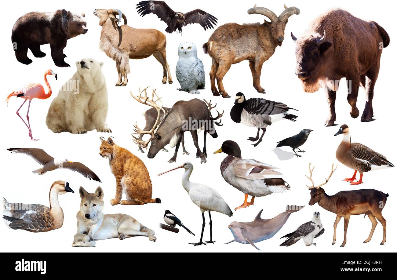 animal birds europe isolated Stock Photo Alamy