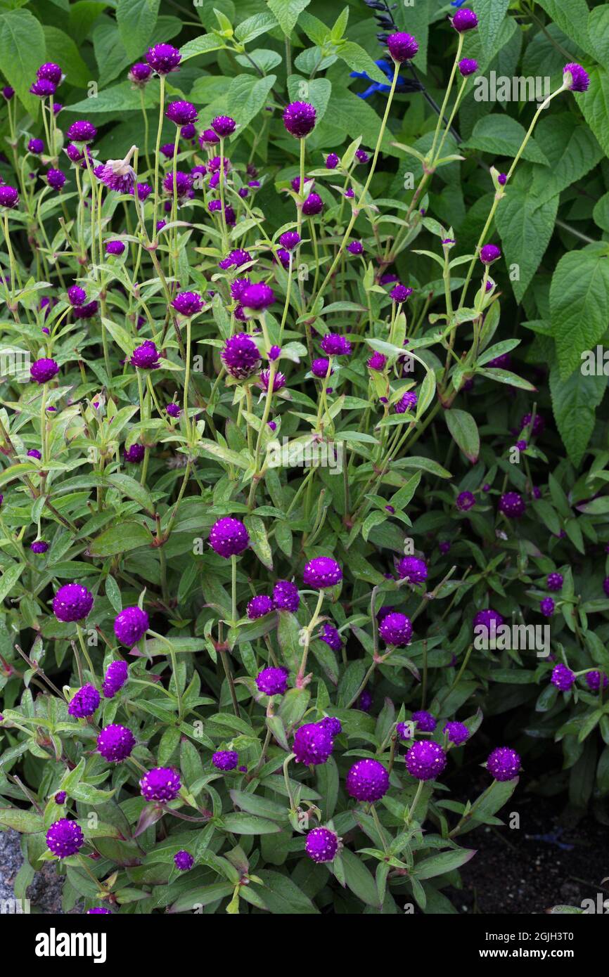 Gomphrena globosa 'ping pong purple' globe amaranth flowers Stock Photo -  Alamy