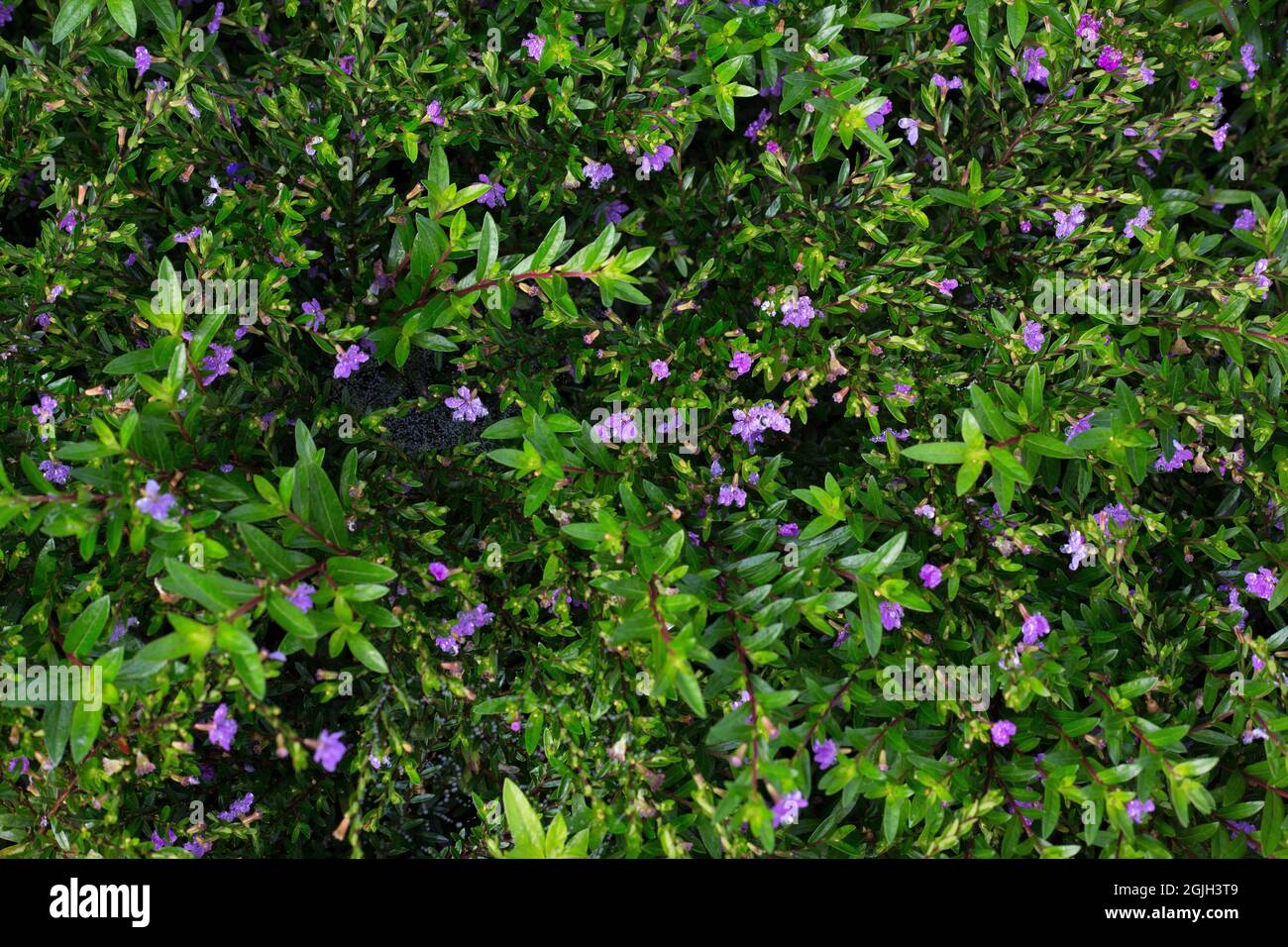 Cuphea hyssopifolia 'Floriglory Selena'. Stock Photo