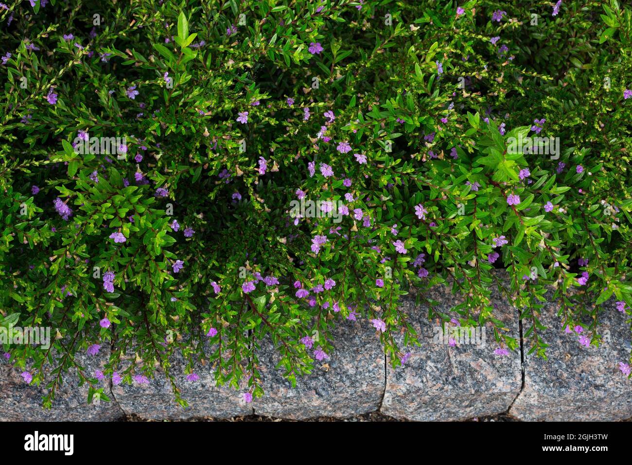 Cuphea hyssopifolia 'Floriglory Selena'. Stock Photo