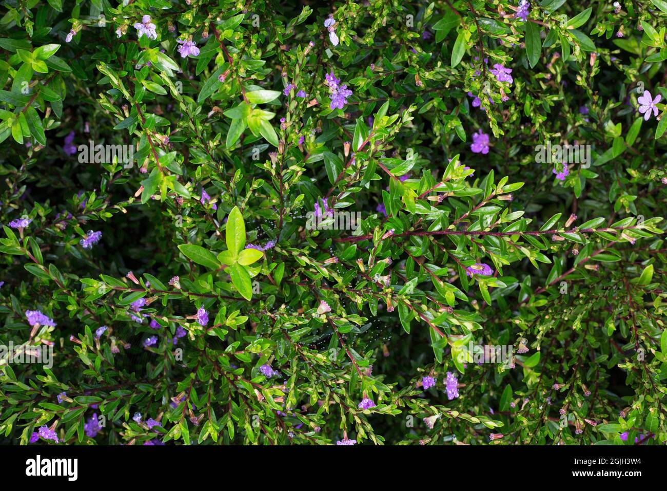 Cuphea hyssopifolia ‘Floriglory Selena’ Stock Photo - Alamy