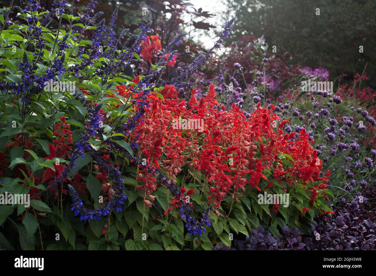 A flower bed designed with royal colors: red, blue, purple. Stock Photo