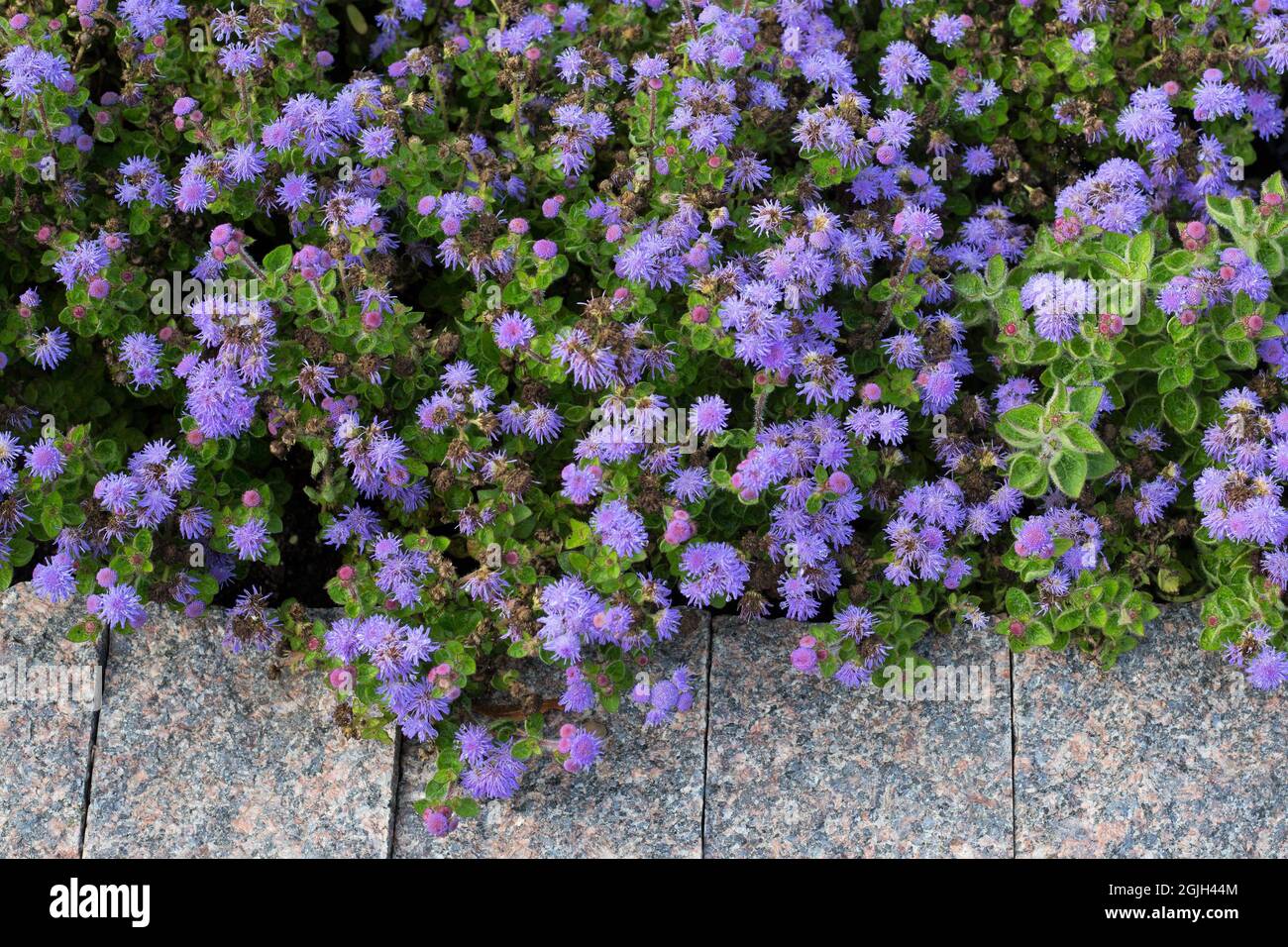 Blue ageratum plant hi-res stock photography and images - Alamy