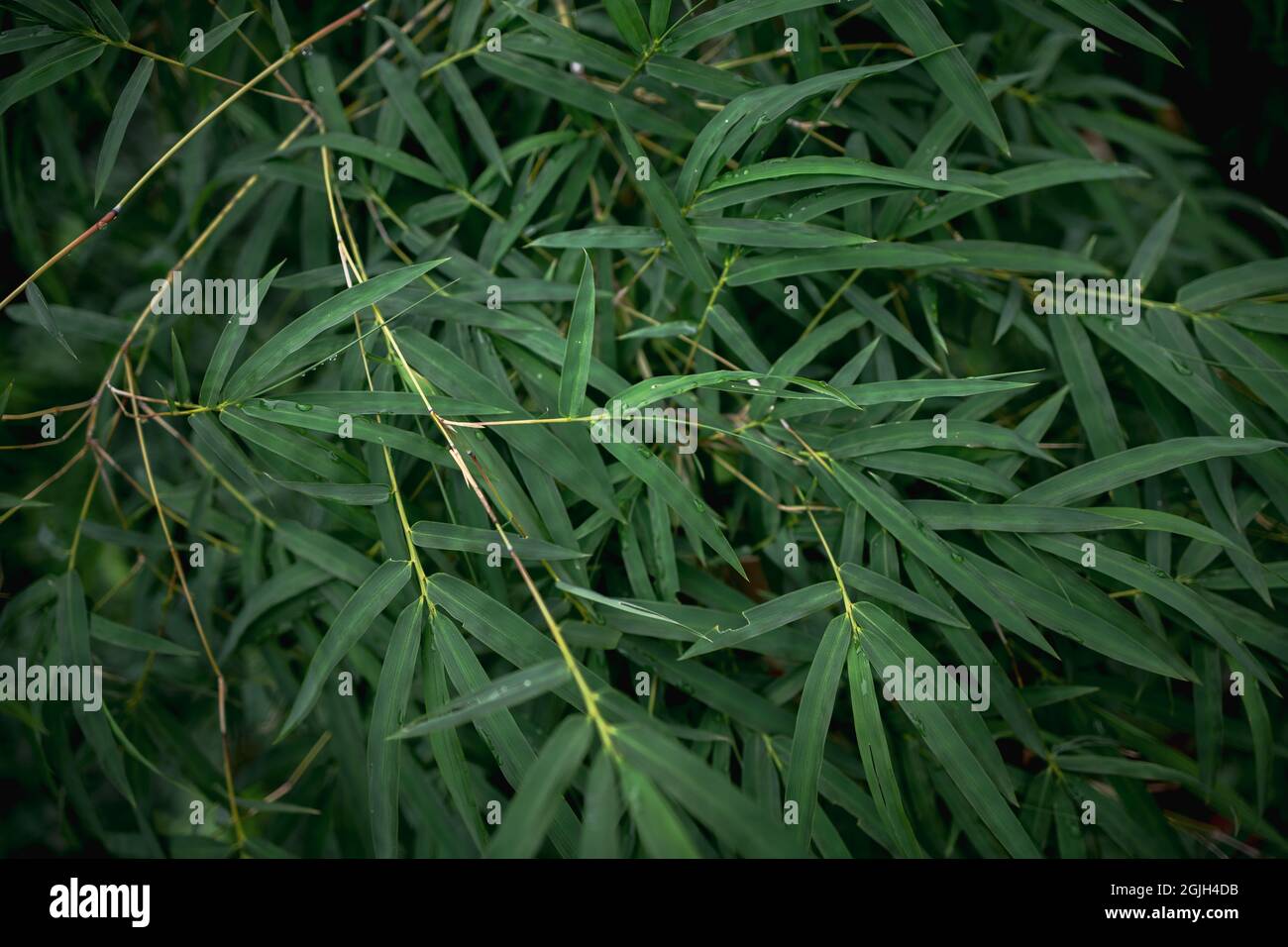 Fresh nature background concept, green leaf in forest with water droplets. Stock Photo