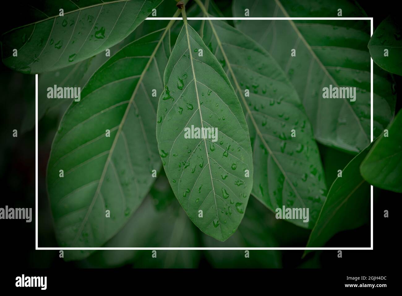 Creative layout made of natural green leaves with white rectangle frame . Flat lay. Nature concept Stock Photo
