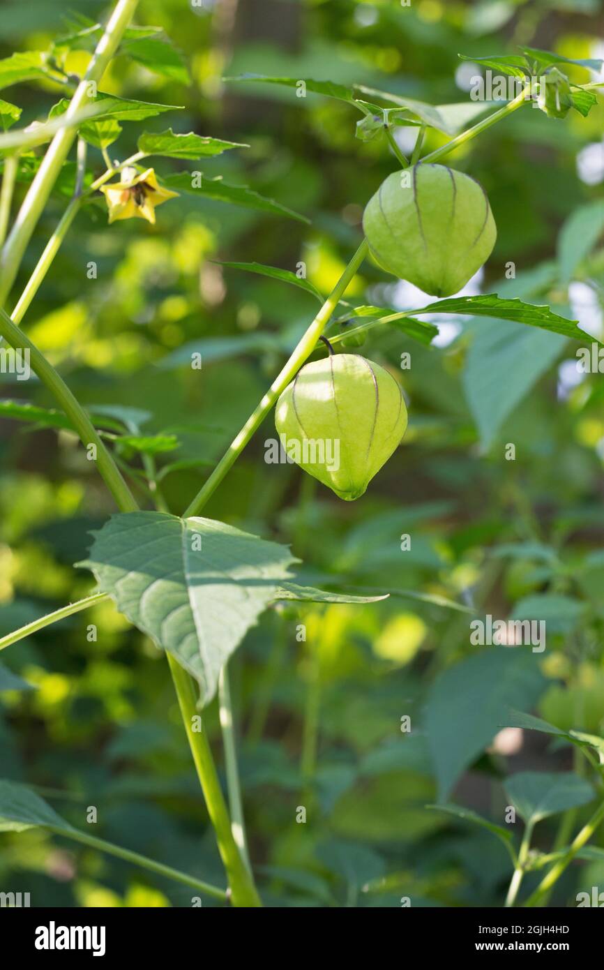 Tomatillo plants hires stock photography and images Alamy