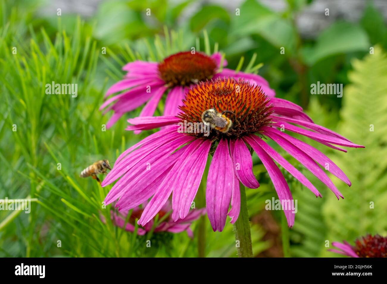 Boothbay Harbor, Maine, USA.  Coastal Maine Botanical Gardens.  Purple Cone Flower or Blacksamson Echinacea (Echinacea angustifolia) with honeybees Stock Photo