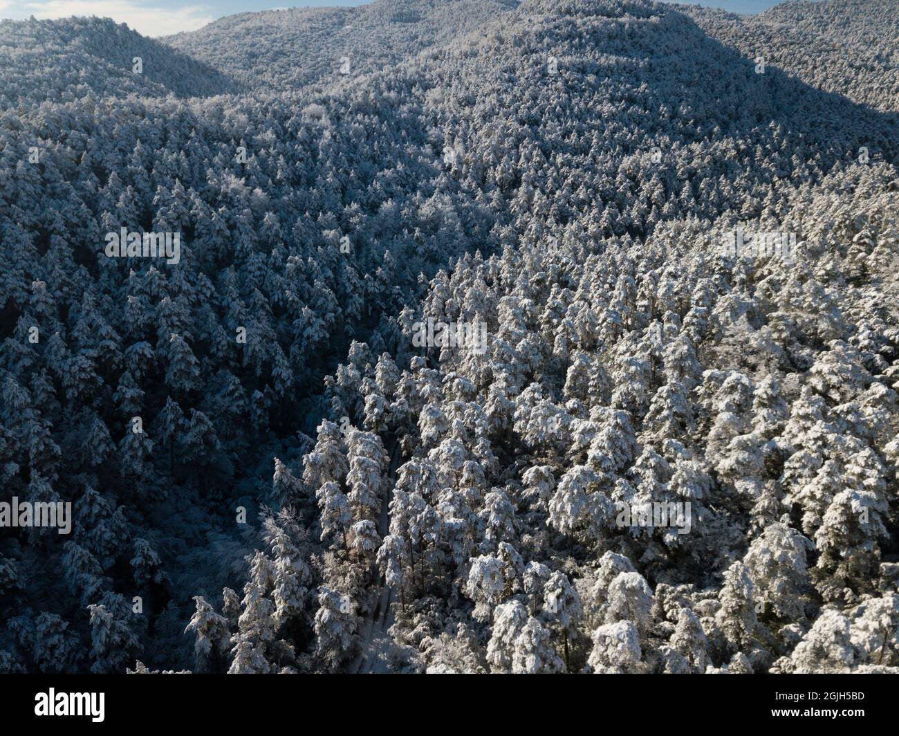 Winter landscape with pine trees covered with snow Stock Photo - Alamy