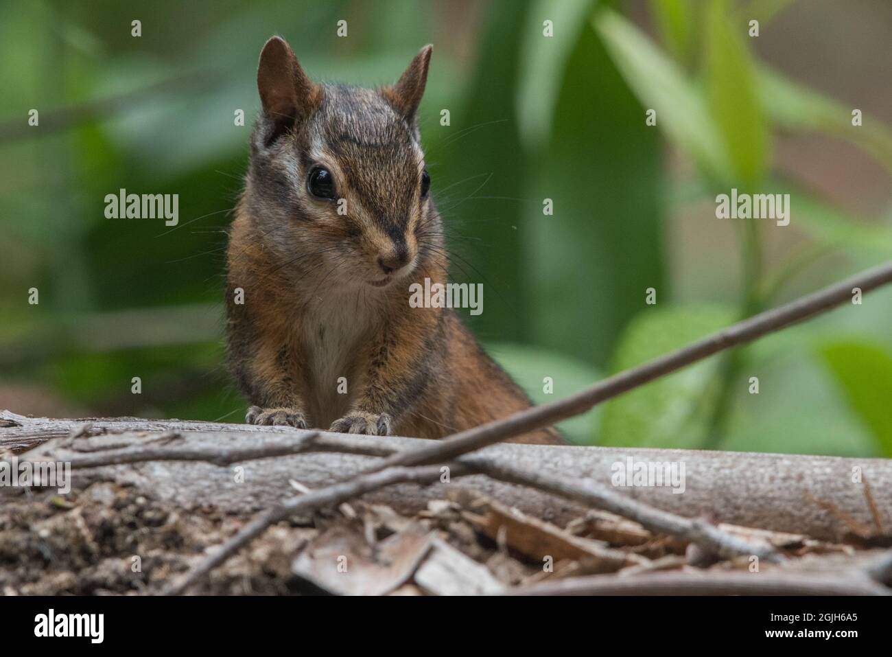 Sonoma chipmunk (Neotamias sonomae) a species of rodent endemic to California, this one was seen in Point Reyes National seashore in Marin county. Stock Photo