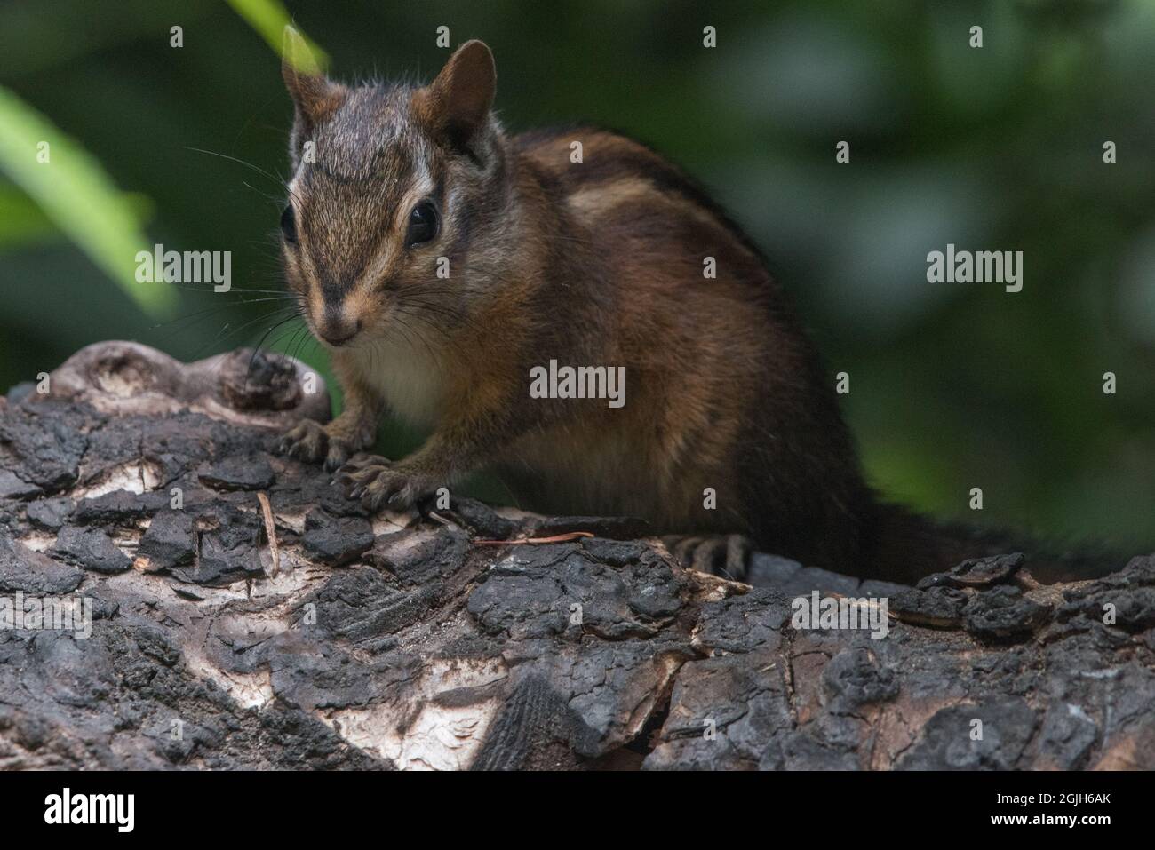 Sonoma chipmunk (Neotamias sonomae) a species of rodent endemic to California, this one was seen in Point Reyes National seashore in Marin county. Stock Photo