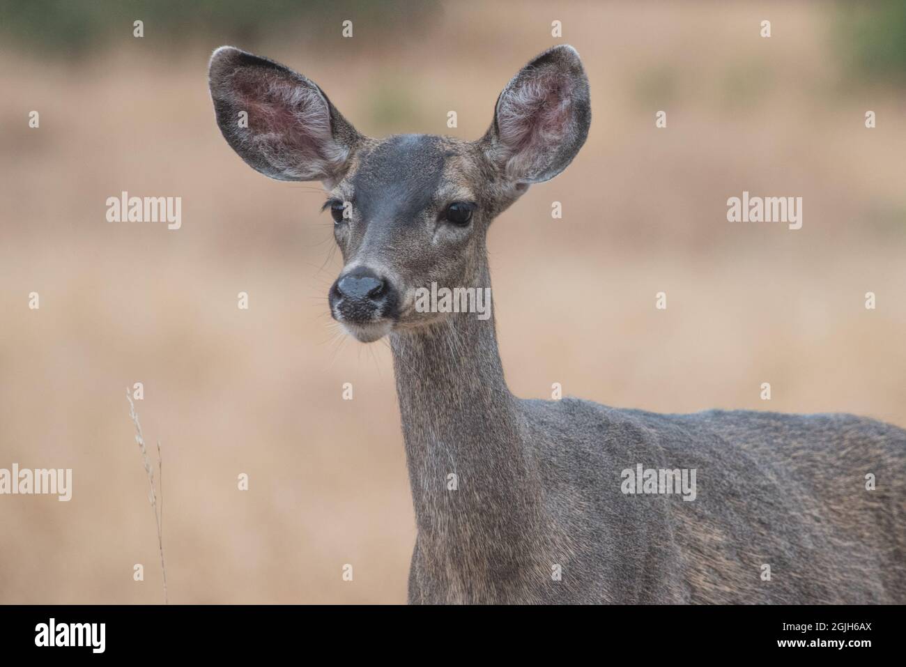 A black-tailed deer (Odocoileus hemionus columbianus) doe, considered a subspecies of mule deer - they are found in much of the Western USA. Stock Photo