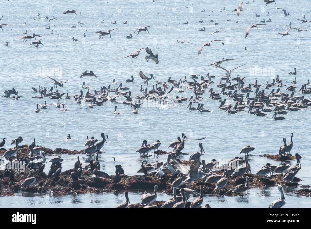 Brown pelicans (Pelecanus occidentalis) along the west coast in California, the flock rests on the water at Ano Nuevo state park, CA. Stock Photo