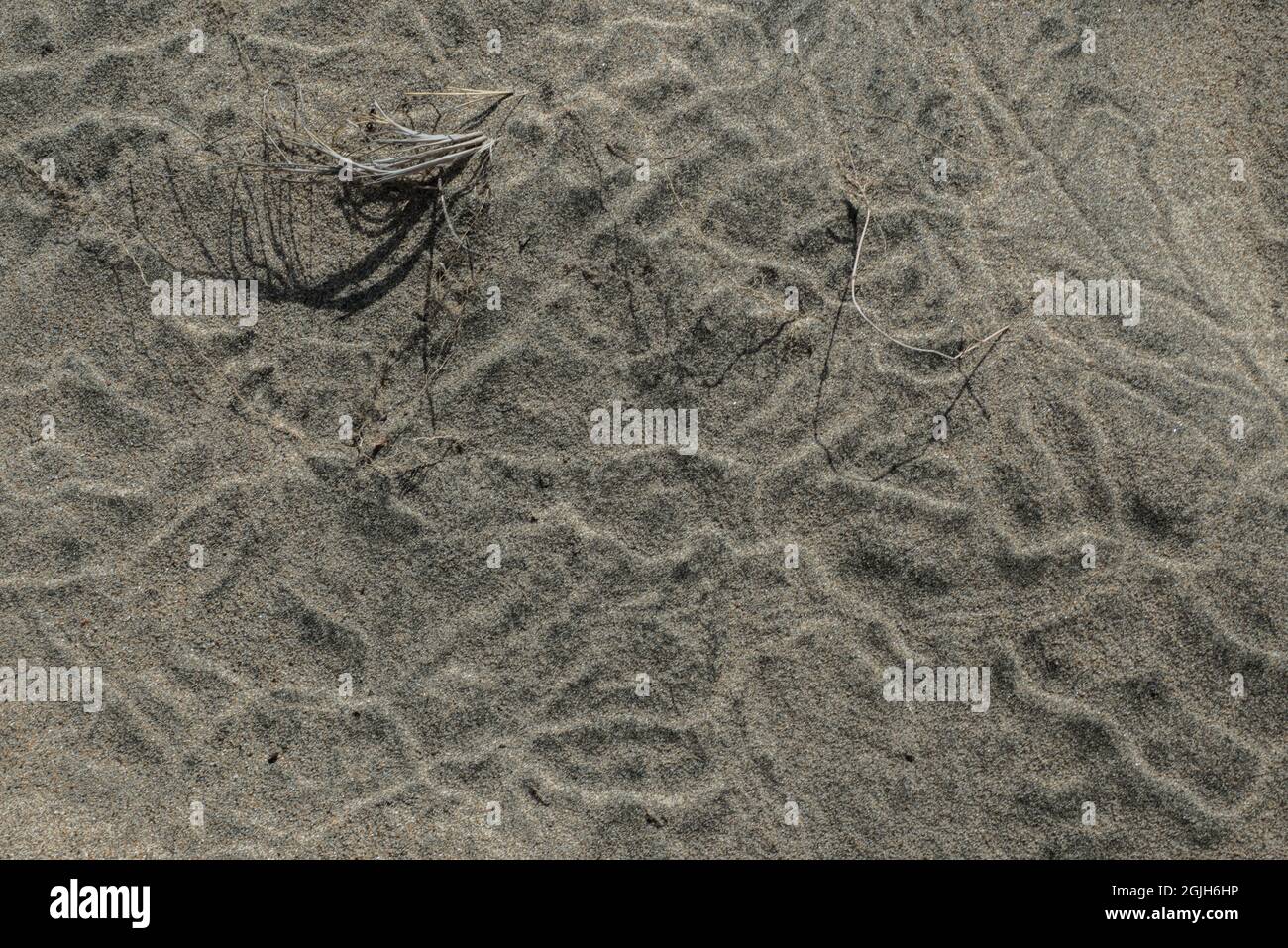 Squiggles in a sand dune, tracks of something small that passed, in Coastal California. Stock Photo