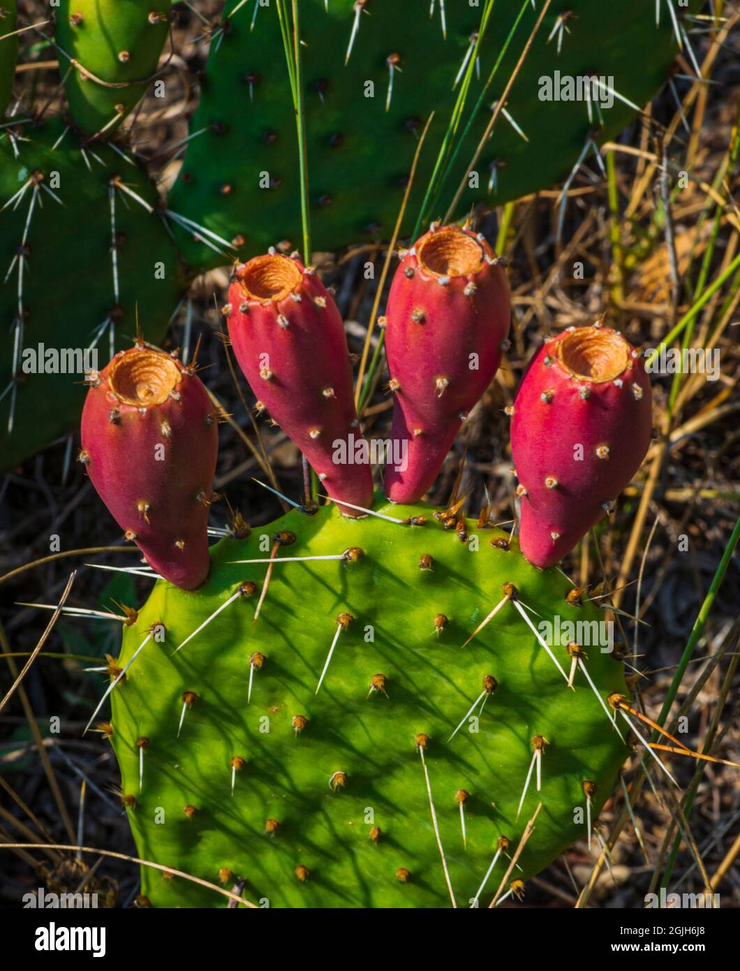 Red Prickly Pears- fruit grow ripe on top of Prickly Pear Cactus (Cactacea) near East Plum Creek, Castle Rock Colorado USA. Photo taken in August. Stock Photo