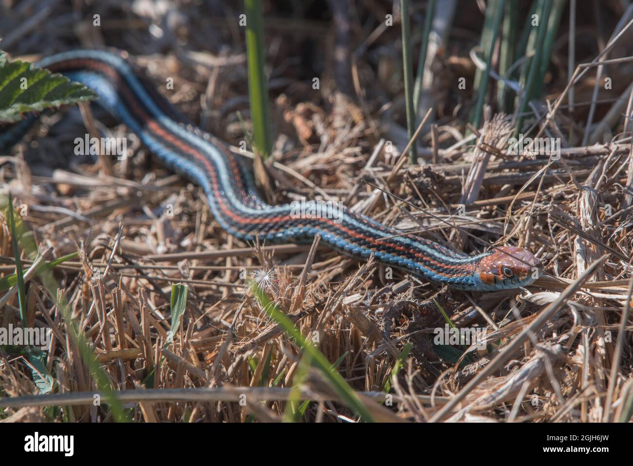 The endangered San Francisco garter snake (Thamnophis sirtalis tetrataenia) is considered one of the most beautiful snakes in the world. Stock Photo