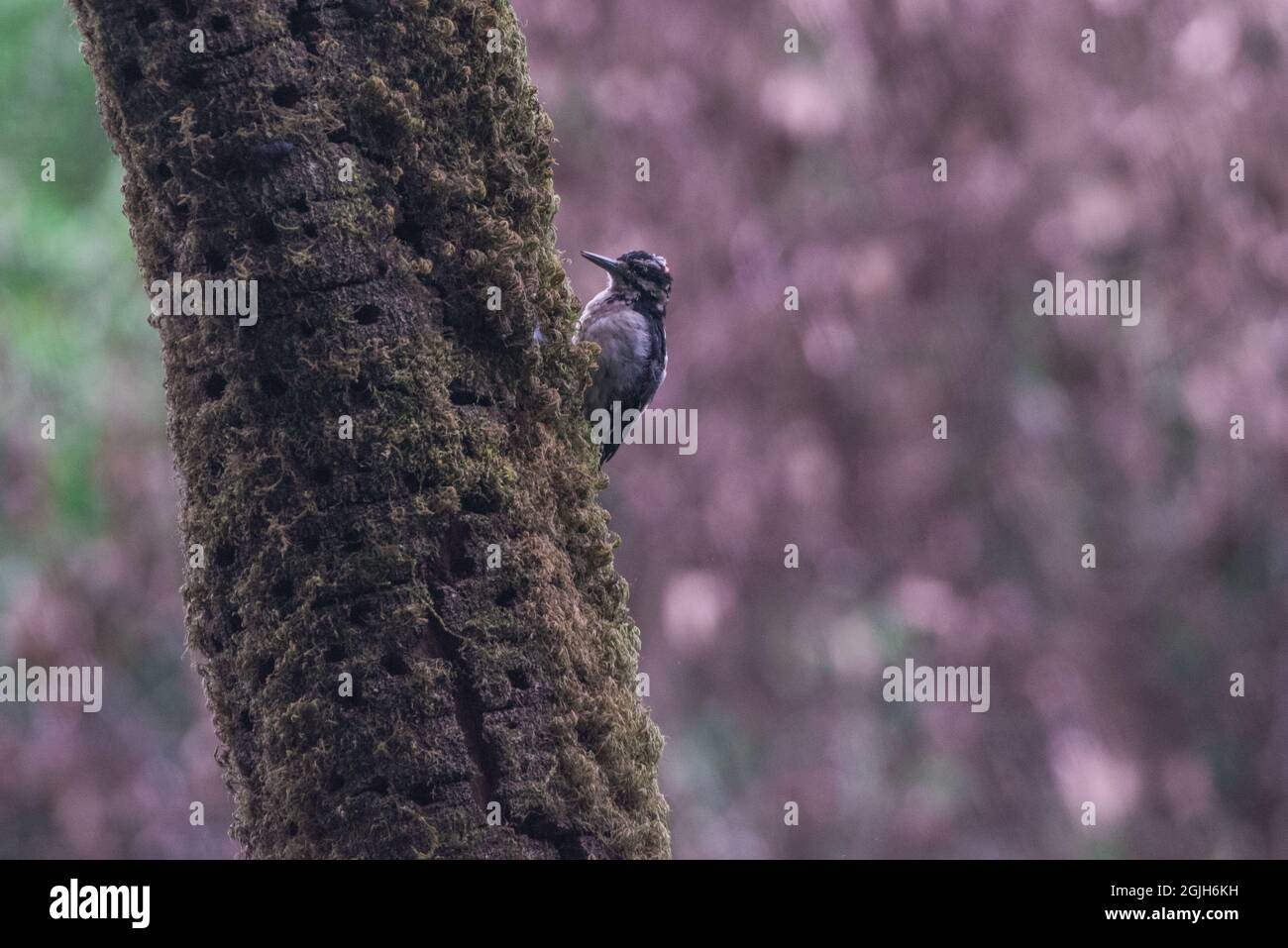 A hairy woodpecker (Leuconotopicus villosus) perched on a tree in Point reyes national seashore in Marin county, California, USA. Stock Photo