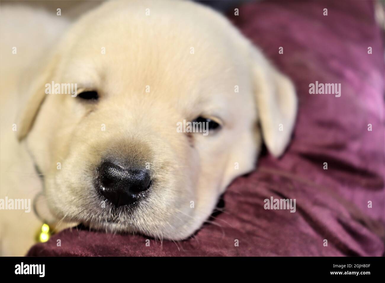 Labrador puppy getting sleep Stock Photo Alamy