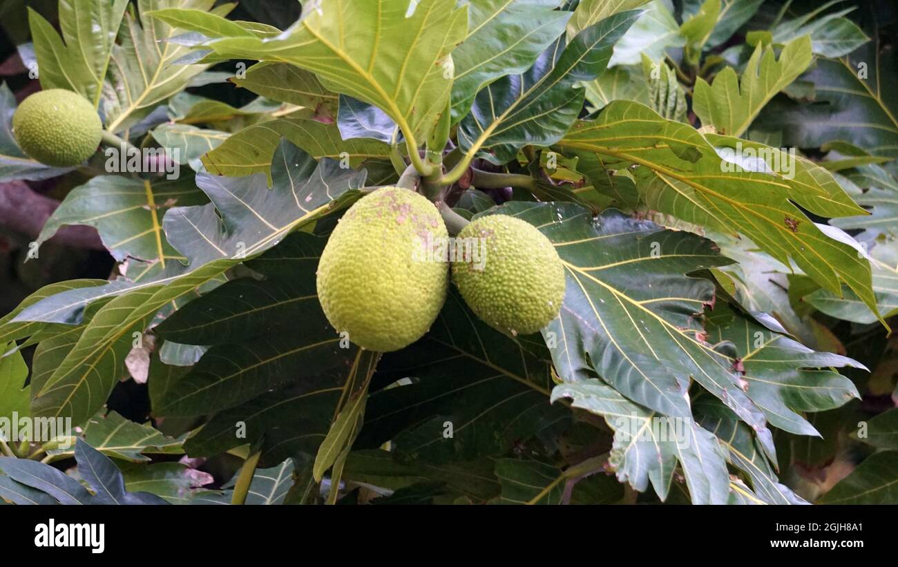 Breadfruit growing on a tree in Hawaii Stock Photo Alamy