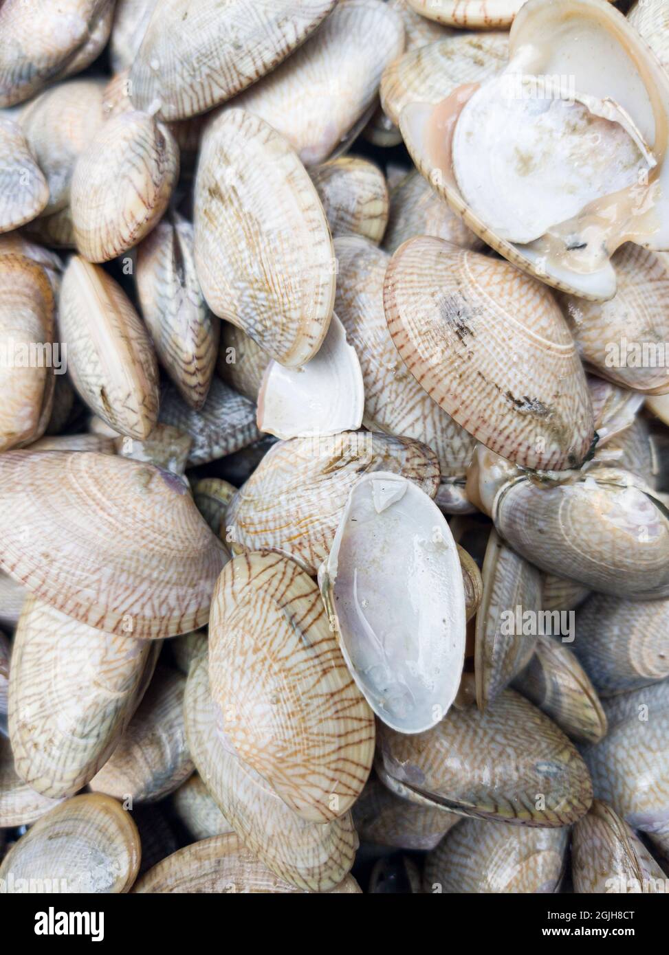The fresh saltwater clams ready for sale at the farmers market. Saltwater clams also known as lala in Malaysia. Stock Photo