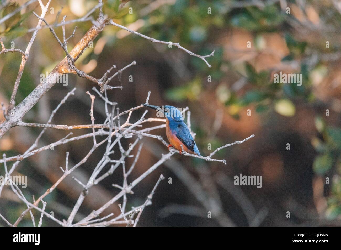 Azure Kingfishers perched on a tree branch watching over the lagoon Stock Photo