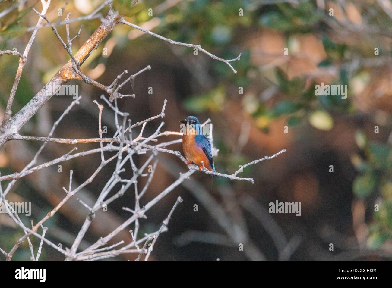 Azure Kingfishers perched on a tree branch watching over the lagoon Stock Photo