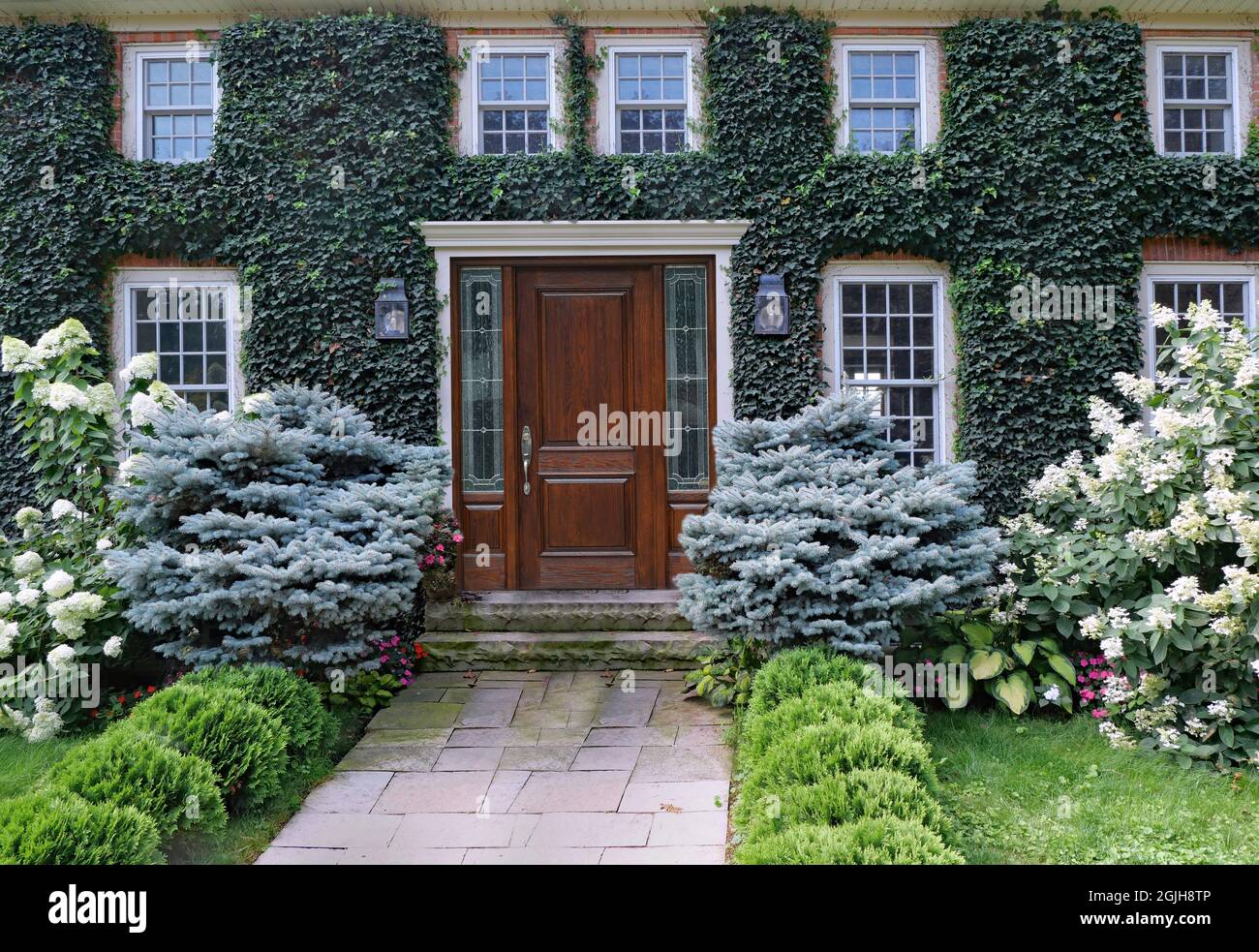 Attractively landscaped house with wood grain front door and facade covered in vines Stock Photo